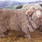 Merino Sheep