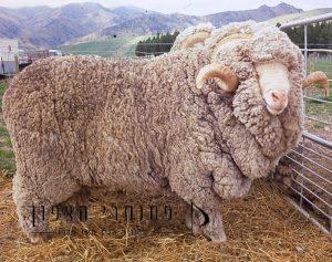 Merino Sheep